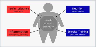 Obesity Alters the Muscle Protein Synthetic Response to Nutrition and Exercise